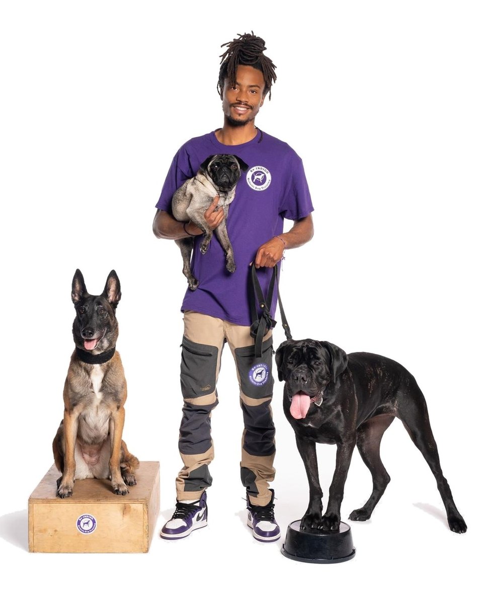 Indigo Will with a pug, a Belgian Malinois and a Cane Corso