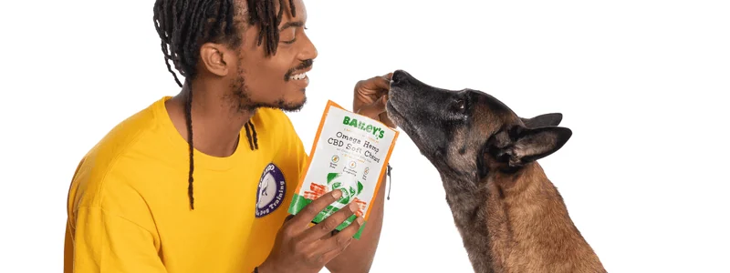 Indigo Will rewarding a Belgian Malinois